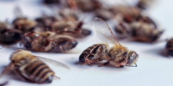 Pestisit Tehlikesi: Arıların Yok Oluşu Gıda Zincirini Çökertiyor!